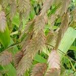 Chasmanthium latifolium Квітка