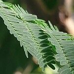 Vachellia farnesiana Blad