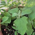 Atriplex hortensis Blad