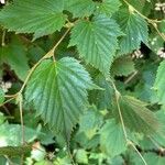 Holodiscus discolor Feuille