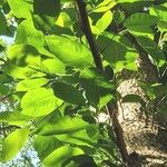 Magnolia acuminata Leaf