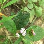 Elephantopus elatus Floare