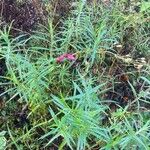 Penstemon barbatus Hoja