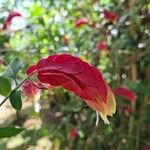 Justicia brandegeeana Flor