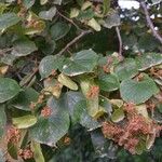 Tilia cordata Blad