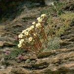 Saxifraga valdensis Flower