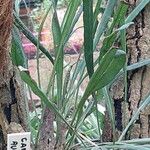 Campyloneurum angustifolium Yaprak