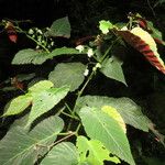 Begonia convallariodora Hoja