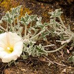 Calystegia collina Pokrój