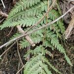 Dryopteris cristata पत्ता