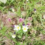 Viola tricolorFlower