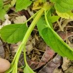 Scutellaria lateriflora خشب