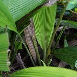 Curculigo capitulata Leaf