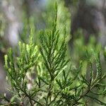 Erica arborescens Leaf