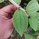 Miconia sericea List