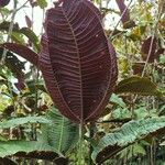 Miconia calvescens Folha