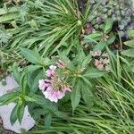 Phlox maculata Hoja