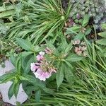 Phlox maculata Leaf