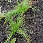 Isolepis cernua Leaf