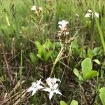 Menyanthes trifoliata Lehti