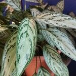 Aglaonema nitidum Leaf
