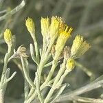 Schizogyne sericea Květ