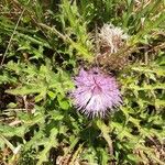 Cirsium altissimum Цвят