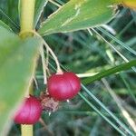 Polygonatum verticillatum Plod