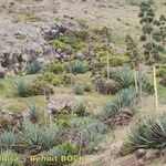 Agave fourcroydes Хабит