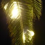 Phoenix canariensis Leaf