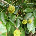 Pterocarpus officinalisফল