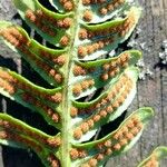 Polypodium interjectum Fruit