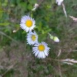 Erigeron strigosusCvet