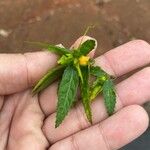 Sida acuta Leaf