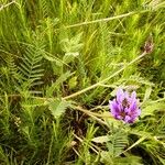 Astragalus onobrychis Levél