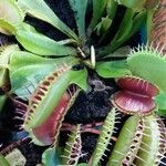 Dionaea muscipula List