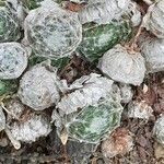 Sempervivum arachnoideum Συνήθη χαρακτηριστικά