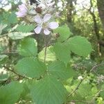 Rubus scabripes മറ്റ്