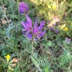 Astragalus onobrychisBlüte