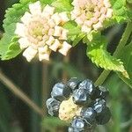 Lantana camara Frouezh