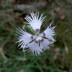 Dianthus hyssopifolius Blüte