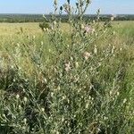 Centaurea stoebe Hábito