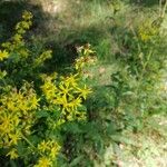 Solidago virgaureaКветка