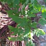 Geranium robertianumFoglia