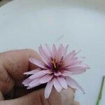 Scorzonera undulata Blüte
