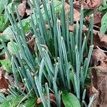 Iris reticulata Hoja