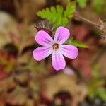 Geranium robertianumVirág