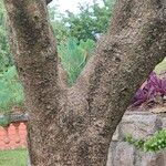 Oreopanax echinops Bark