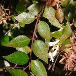 Abelia × grandiflora Lapas