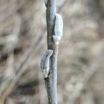 Salix discolor Blüte